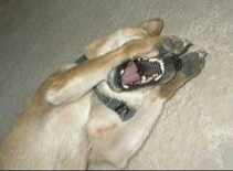 朋友圈动物照片配文,动物搞笑短视频无水印