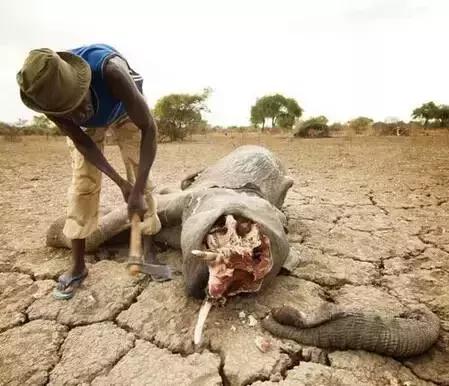 象牙的十大秘密 (象牙的惊人秘密)