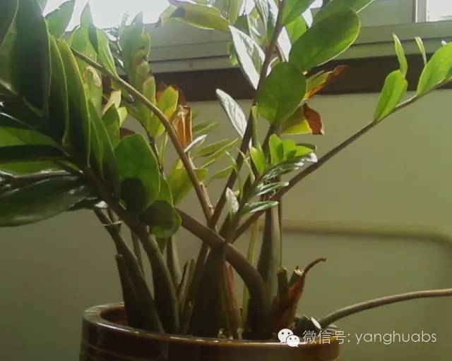 摇钱树变成光杆树视频,摇钱树落叶子怎么办