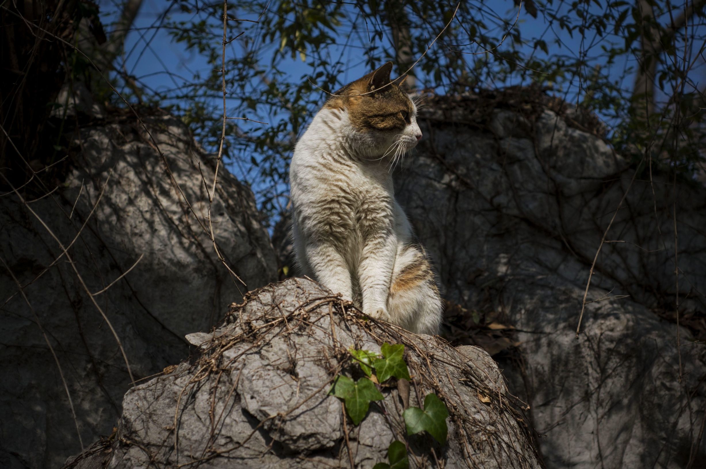 尼康z501.8s,尼康5018d价格
