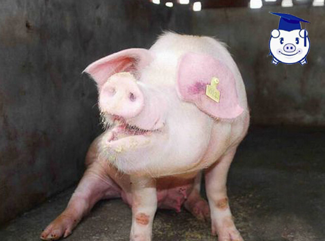 猪病最快的治疗方法,猪病怎么治疗才能彻底好