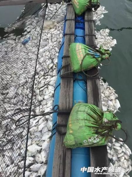淡水鲳鱼多少钱一斤今日鱼价,金鲳鱼大量死亡