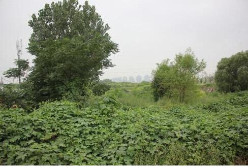 2018年龙湖地王,龙湖地王窝最新进展