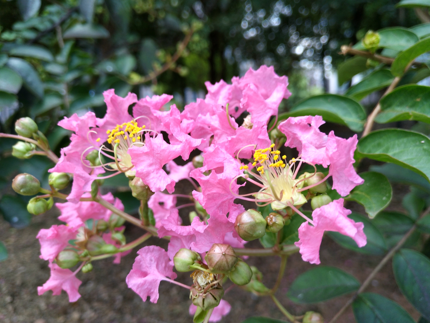努比亚z11测评处理器,努比亚z11吃鸡性能