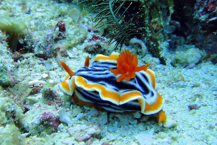 全球十大潜水区域,国内十大潜水胜地排名图片