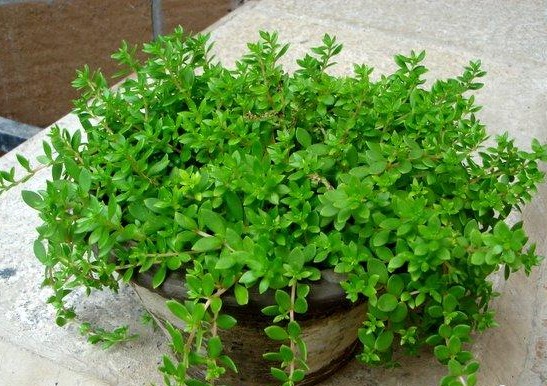 这种野草居然是肝病良药,这种草居然能治病