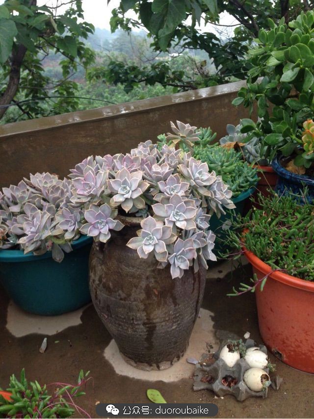 当多肉普货养出颜值，让所谓的韩货欧货都羞涩万分！