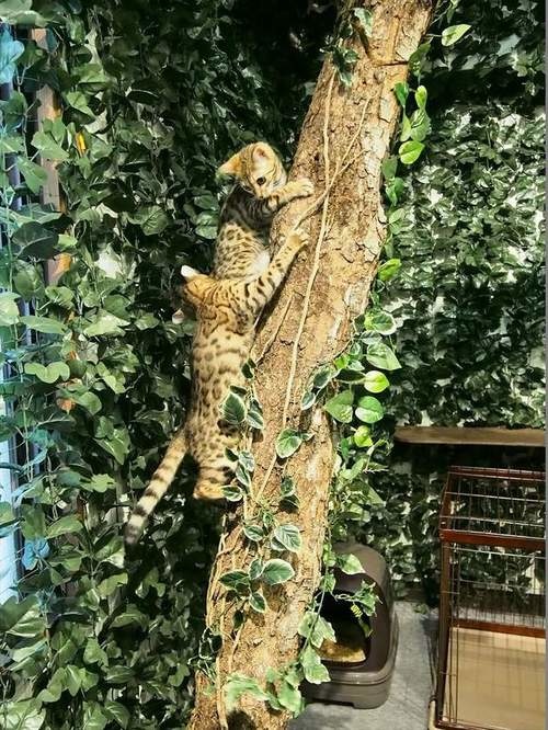 孟加拉猫主题咖啡馆,日本咖啡馆的猫咪