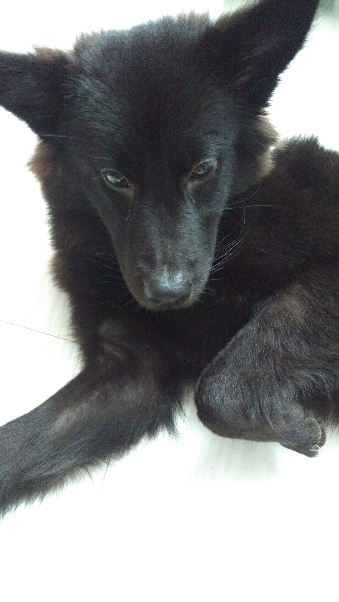 狗狗吃火腿肠包装袋能拉出来吗,狗狗把火腿肠的皮和环吞了怎么办