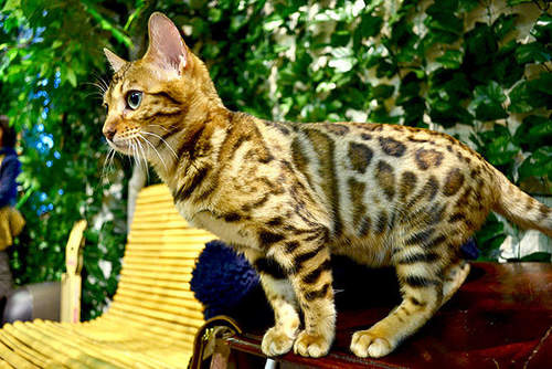 日本猫咖啡店,孟加拉猫咖啡