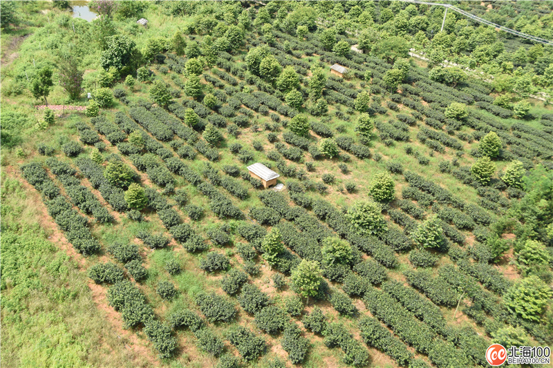 周末去哪儿玩？小编带你去合浦七里香茶庄园和石康镇“小村故事”