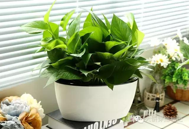 租房提升家居幸福感的小物件,租房实用的小物