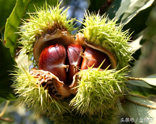 板栗代收代发,板栗宣传语经典语录