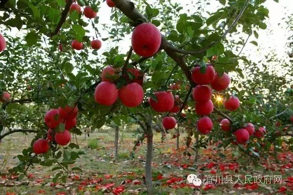 县长谈教育振兴,县长谈乡村振兴