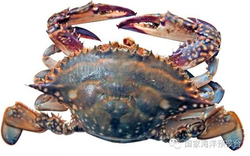 “秋风起，蟹飘香”~河蟹海蟹傻傻分不清？
