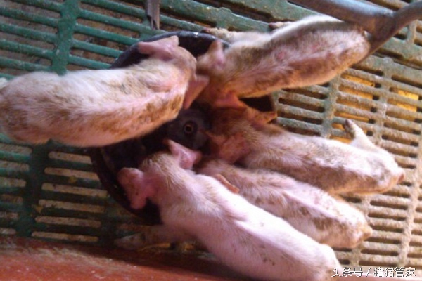 夏天哺乳仔猪受寒腹泻治疗用药,哺乳仔猪反复腹泻怎么治