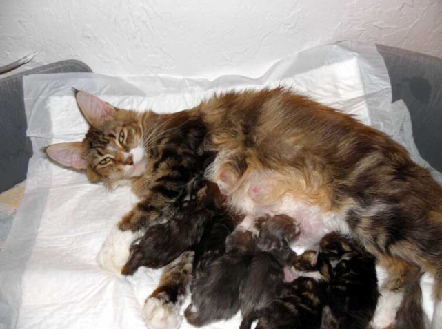 缅因库恩猫白色,缅因库恩猫很少人养