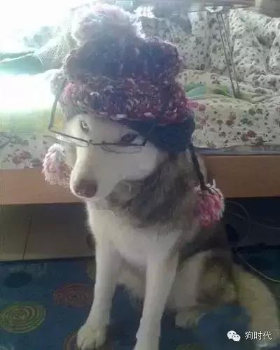 养哈士奇是什么心理,养只哈士奇的真实感受