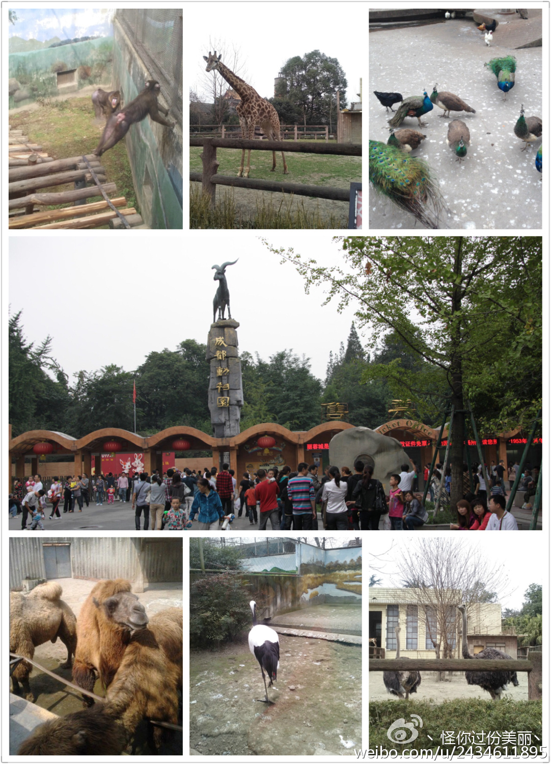 成都两天一夜吃喝攻略,成都吃喝玩乐攻略