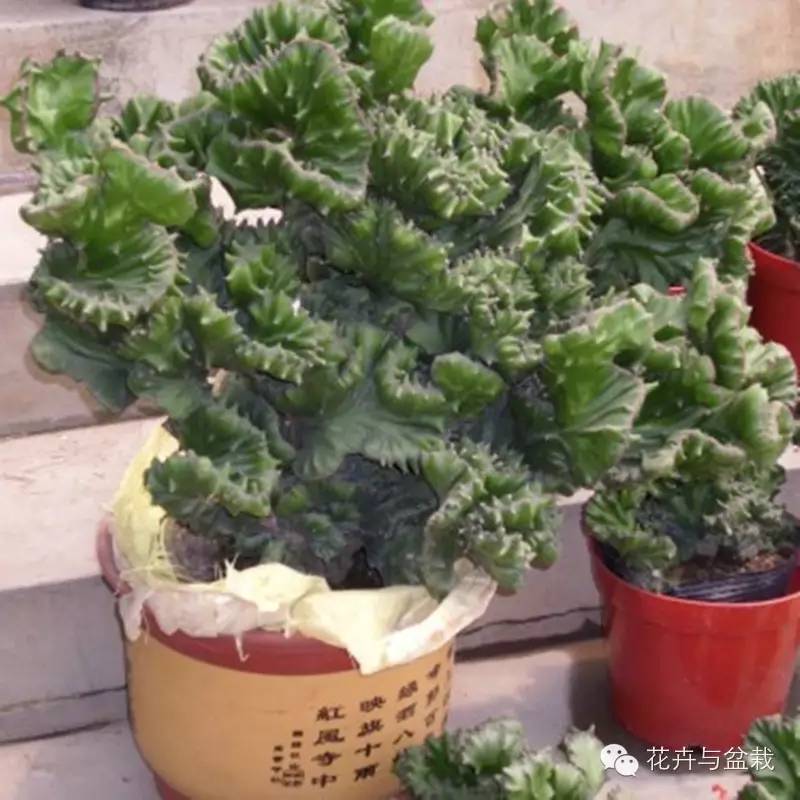 仙人球最常见的品种，你能认识几个？