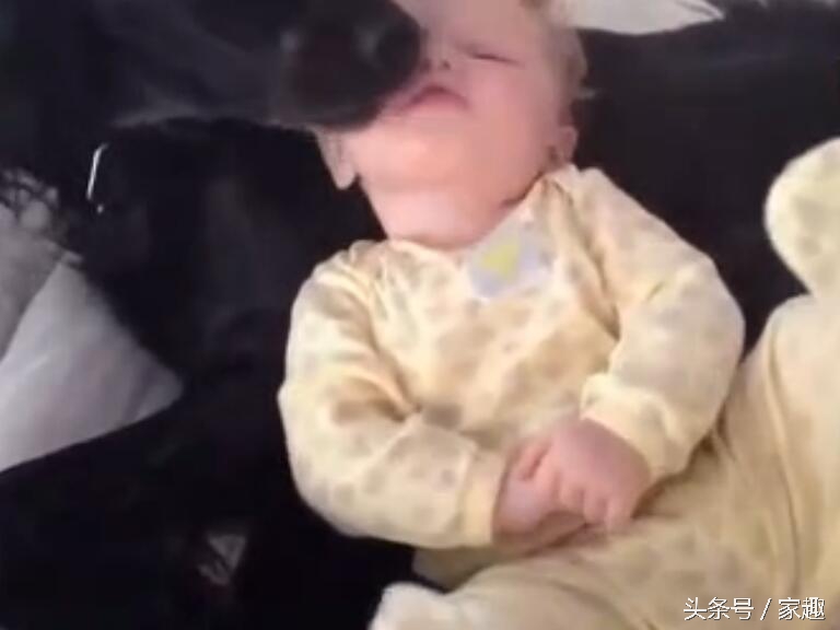 狗狗舔女宝宝嘴巴，宝宝还伸出舌头与狗狗亲吻，家长光拍照不阻止