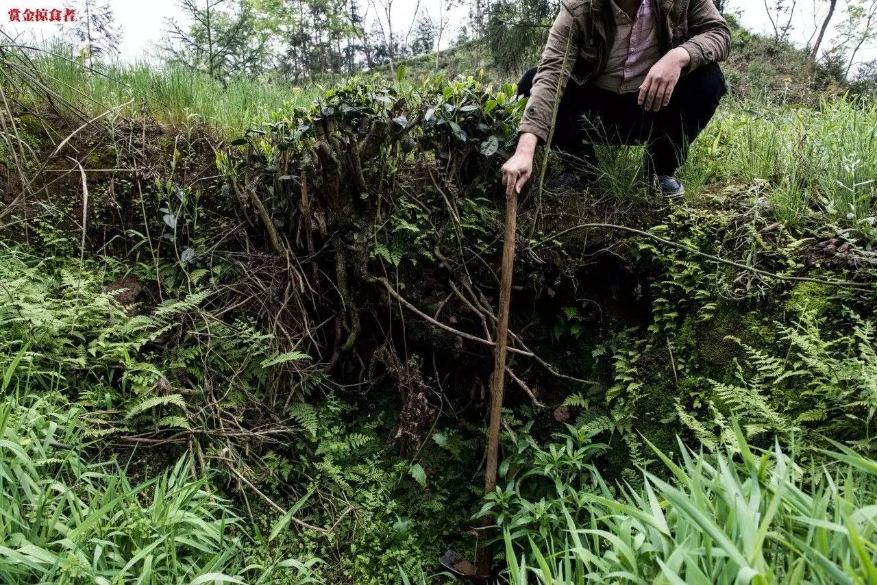 李明青藏特产,李明普洱茶