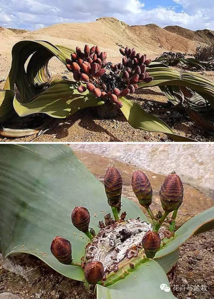 地球上那些奇异的花儿，特别的花送给特别的你