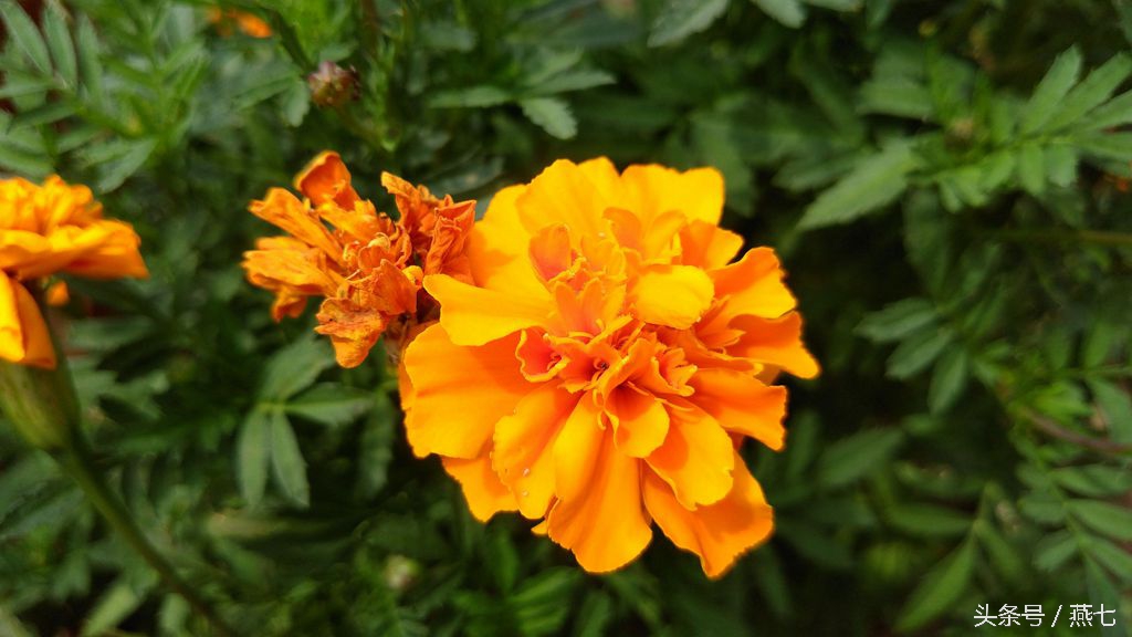 中兴天机7最新系统版本,中兴天机7手机