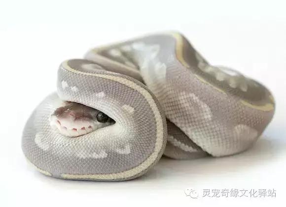 球蟒基因组合大全,球蟒基因品系图鉴下载