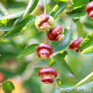 你们看看这枣子长得像小葫芦吗?这就是传说中的葫芦枣