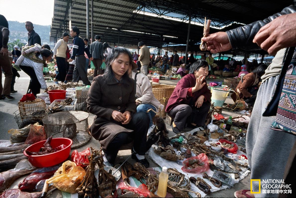 缅甸边境非法穿山甲贸易现状