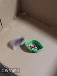 坑爹的熊小孩,坑爹熊娃