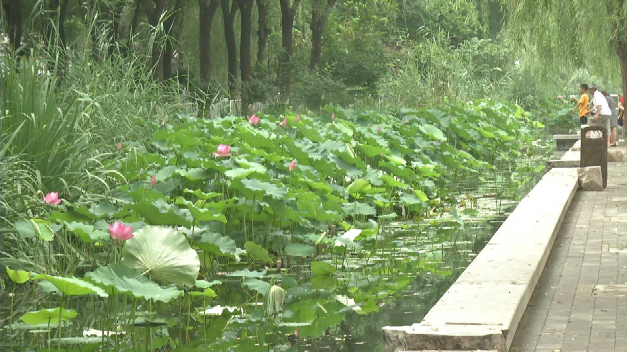 雨后话环保（4）|小区里的雨水“零排放”