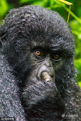 猩猩呆萌抠鼻鹈鹕悲催掉鱼动物界“谐星”分分钟治愈你