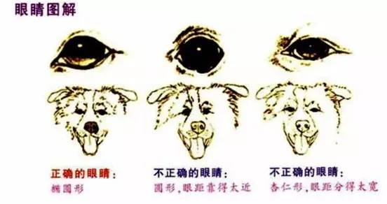 一梦谈狗l边牧的脸怎样比较美？