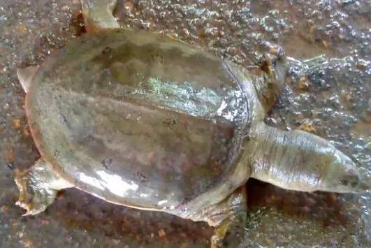 疖肿用什么消毒最好,对疖肿最好的药物