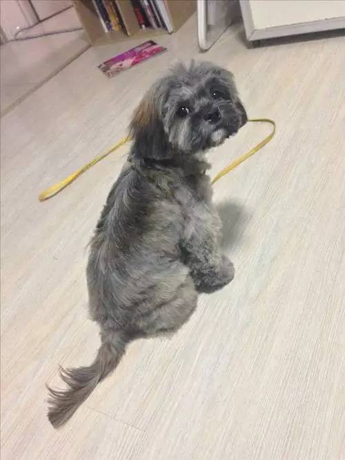 狗狗对着门外大叫是怎么了,狗为什么老是敲自己家的门