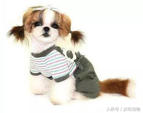 狗狗品种大全带你走进狗狗的世界,狗狗品种大全看看你认识几种