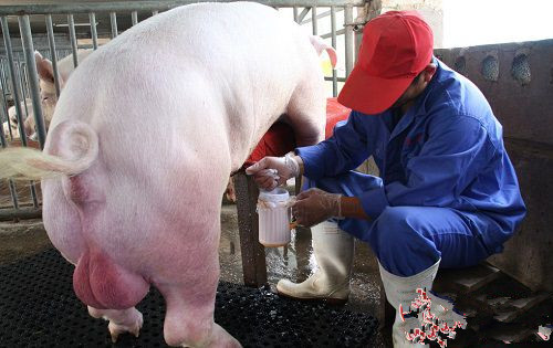 某大型规模猪场人工授精实验室操作规程！