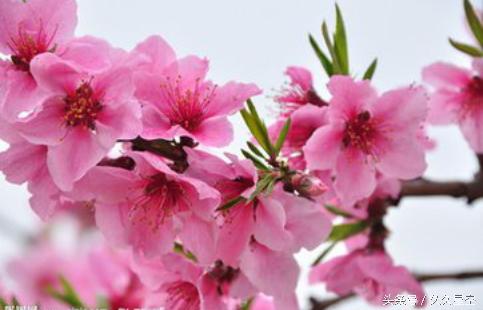 农历几月出生美女桃花运最好,农历这几月出生的女人旺夫又益子