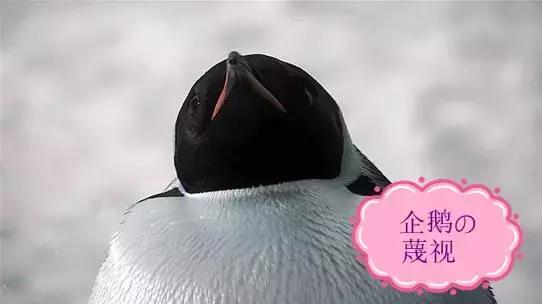 你以为他们在喂企鹅，其实他们在练腹肌