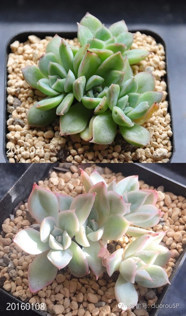 中秋送礼送水果可以吗,中秋送礼除了螃蟹还可以送什么