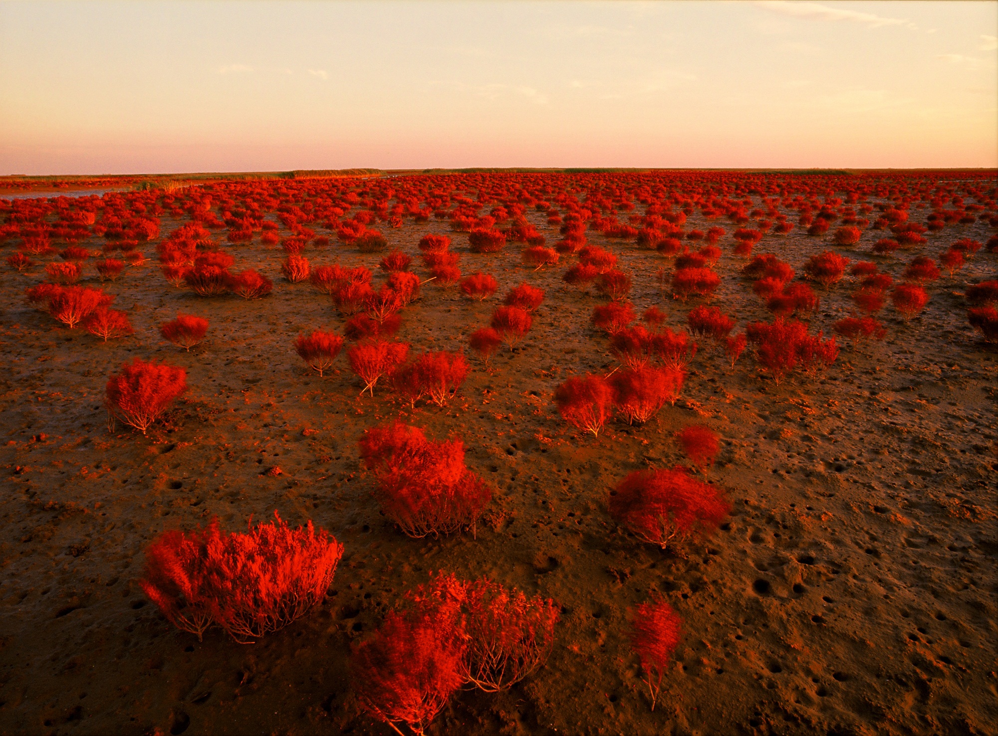 这个秋季，来东营赏红毯，看大黄鸭，品大闸蟹！