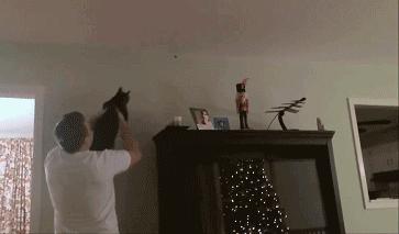 主人害怕虫子,主人怕蜘蛛叫猫咪