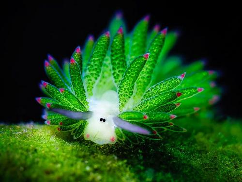 盘点萌死人不偿命的生物动图，看完也觉得自己萌萌哒