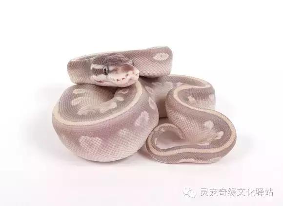球蟒基因组合大全,球蟒基因品系图鉴下载