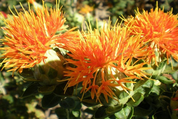 妇科止痒藏红花,妇科一点红草药