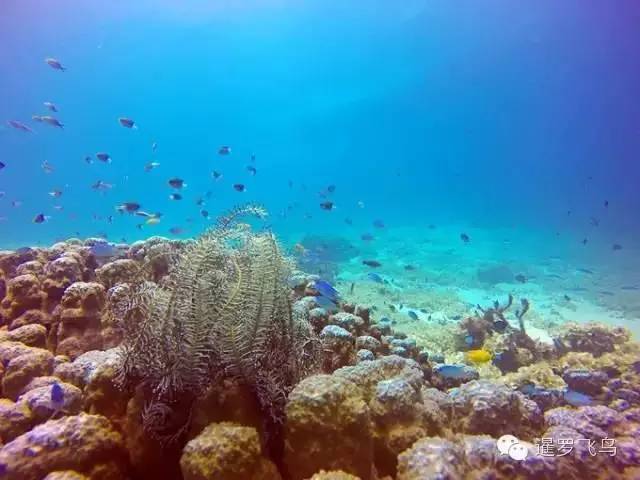 泰国沙美岛潜水有套路吗,泰国普吉岛潜水泳镜