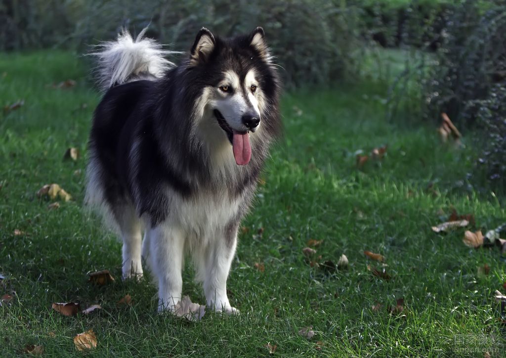 各个国家的土狗图片,20个国家土狗图片
