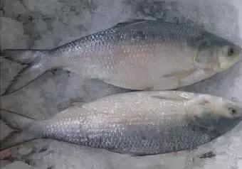 象山石浦渔港古城开渔节,开渔节暨海鲜美食文化旅游节